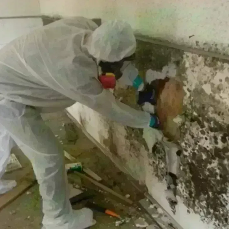 Mold Remediation and Removal in Humboldt, TN